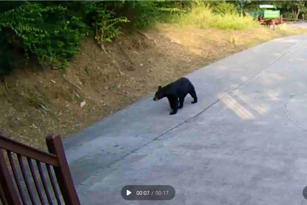 Bear Country Cabin Sevierville Zewnętrze zdjęcie